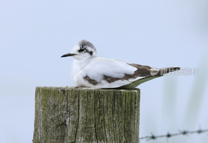 小海鸥(Larus minuutus)